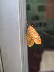 Barsine striata