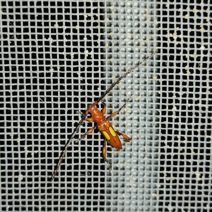 Stizocera poeyi