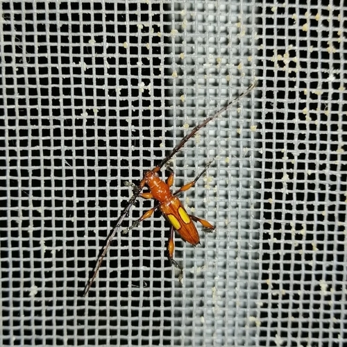Stizocera poeyi