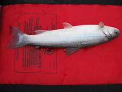 Salvelinus malma