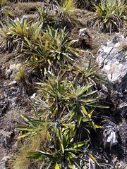 Celmisia spectabilis magnifica