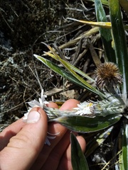 Celmisia spectabilis magnifica