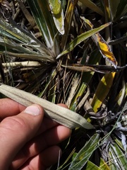 Celmisia spectabilis magnifica