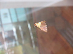 Agrotera