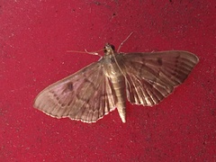 Herpetogramma theseusalis
