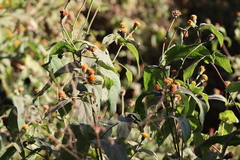 Lasianthaea macrocephala