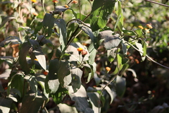 Lasianthaea macrocephala