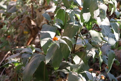 Lasianthaea macrocephala