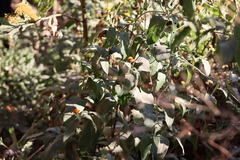 Lasianthaea macrocephala