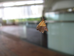 Agrotera