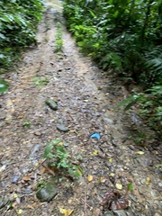 Morpho helenor insularis