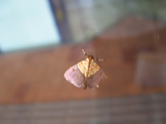 Agrotera