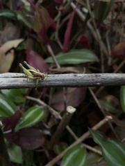 Arimacris trinitatis