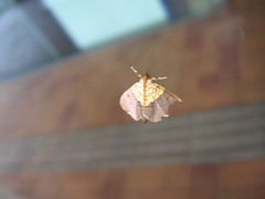 Agrotera