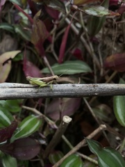 Arimacris trinitatis