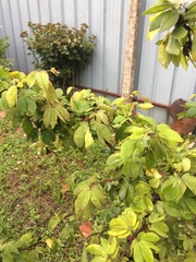 Calliandra tergemina emarginata