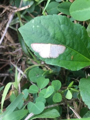 Leptostales terminata