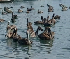 Pelecanus occidentalis