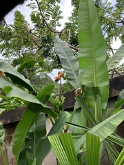 Musa laterita