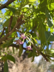 Vassobia breviflora