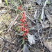 Daviesia ulicifolia incarnata - Photo (c) Ralph Foster, alguns direitos reservados (CC BY-NC), uploaded by Ralph Foster