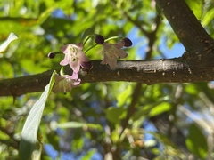 Vassobia breviflora