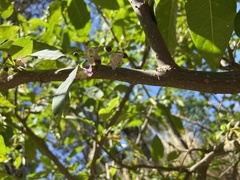 Vassobia breviflora
