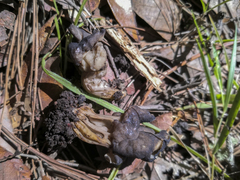 Helvella palustris
