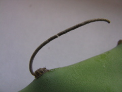 Cactoblastis cactorum