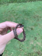 Leptodeira ashmeadii