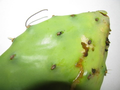 Cactoblastis cactorum