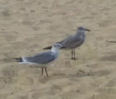 Leucophaeus atricilla