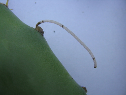Cactus Moth