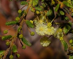 Acacia aspera