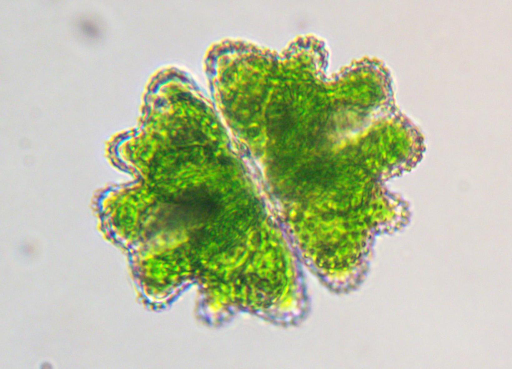 Euastrum verrucosum