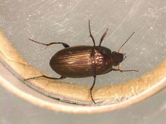 Amara eurynota