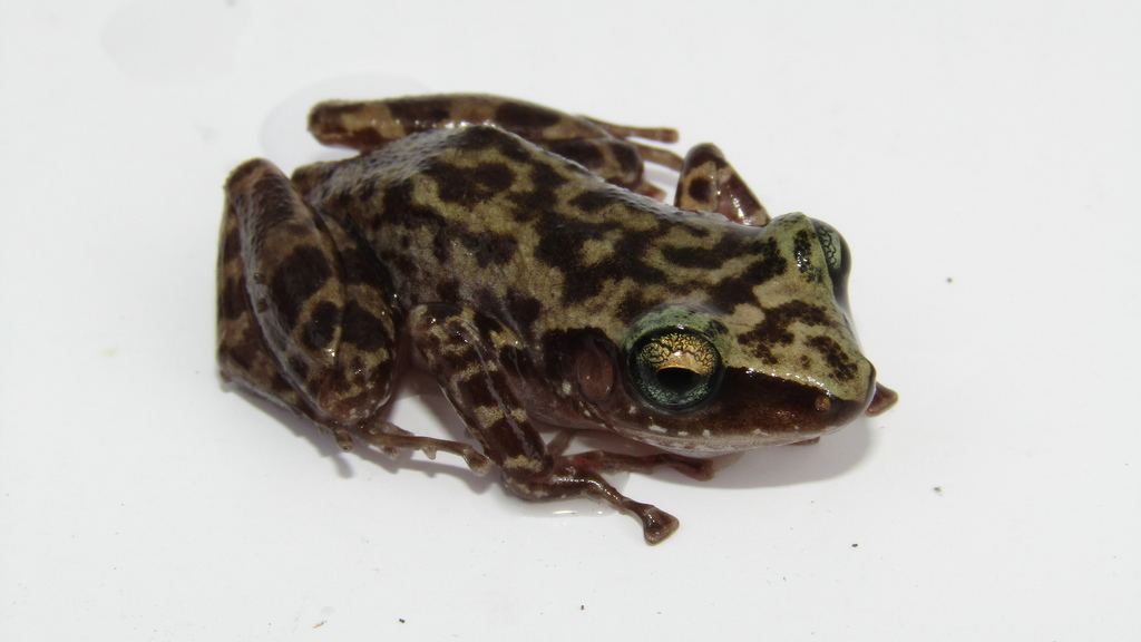 Dennis' Chirping Frog