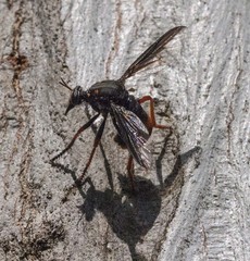 Codula