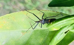 Zelus janus