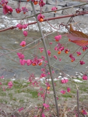 Euonymus europaeus