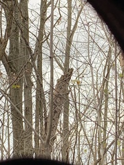 Melanerpes carolinus