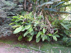 Heliconia subulata