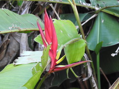 Heliconia subulata