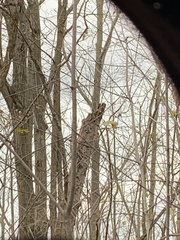 Melanerpes carolinus