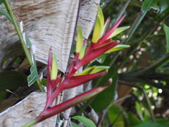Heliconia subulata