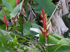 Heliconia subulata