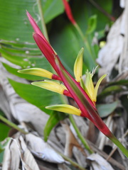 Heliconia subulata