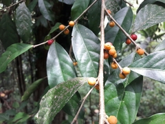 Ficus tinctoria