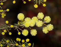 Acacia aculeatissima