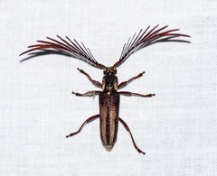 Piesarthrius marginellus